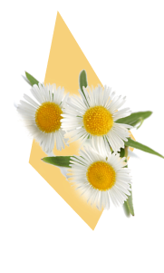 Chamomile as illustrated in the Serenity Prime pack