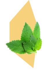 Lemon Balm as illustrated in the Serenity Prime pack