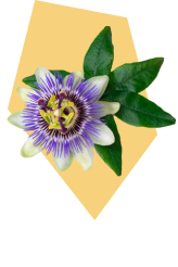 Passiflora as illustrated in the Serenity Prime pack