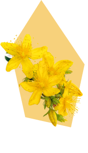 St. John&rsquo;s Wort as illustrated in the Serenity Prime pack